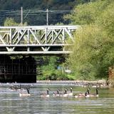 2309K 041 Ruhr viele Wildgaense